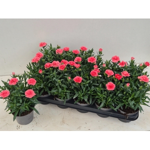 DIAN OSC PINK