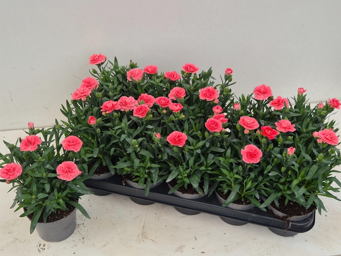 <h4>DIAN OSC PINK</h4>