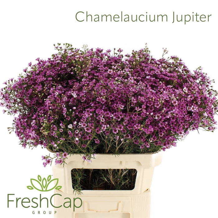 <h4>Chamelaucium uncinatum 'Jupiter'</h4>