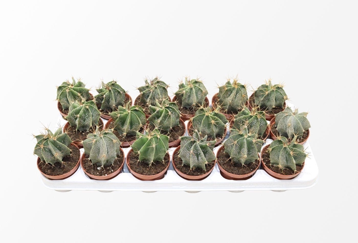 <h4>Astrophytum Ornatum</h4>