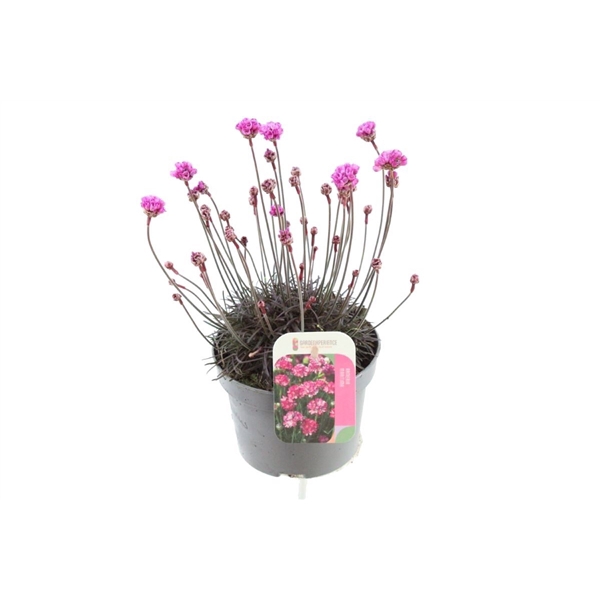 <h4>Armeria maritima Vesuvius</h4>