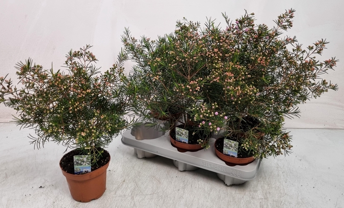 arr8 Chamel U Ov Pink Purple