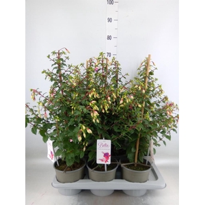 Fuchsia  'Bella Fuchsia Nora'