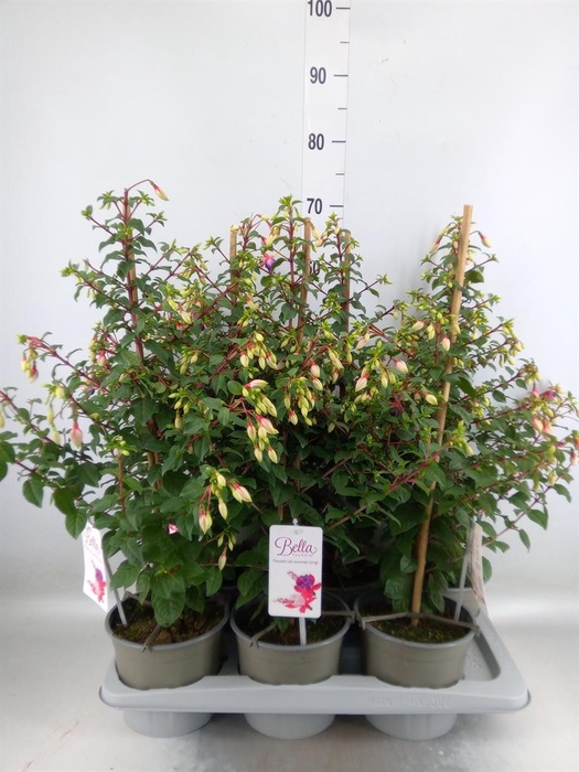 <h4>Fuchsia  'Bella Fuchsia Nora'</h4>