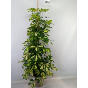 Schefflera arbor. 'Dalton'