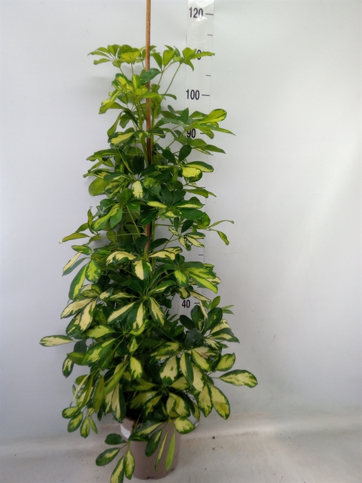 <h4>Schefflera arbor. 'Dalton'</h4>