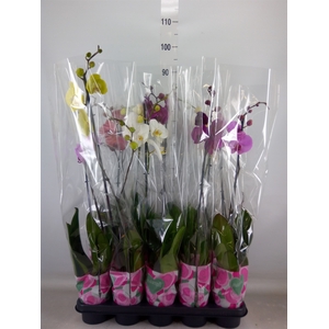 Phalaenopsis   ...mix  5