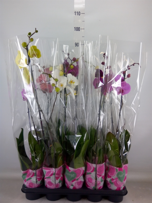 <h4>Phalaenopsis   ...mix  5</h4>