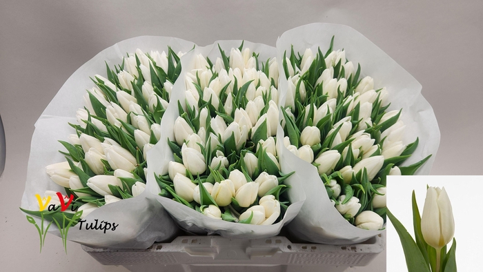 <h4>TU EN WHITE PRINCE</h4>