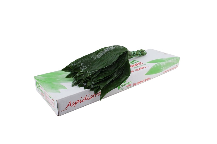<h4>Aspidistra 60 Green Invest</h4>