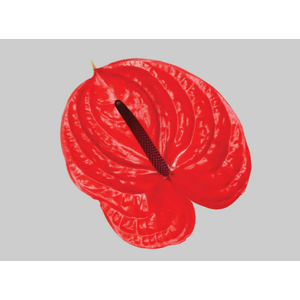 ANTHURIUM IMPULZ 11/13 040 CM DIAM MIN 11 CM VERMELHO