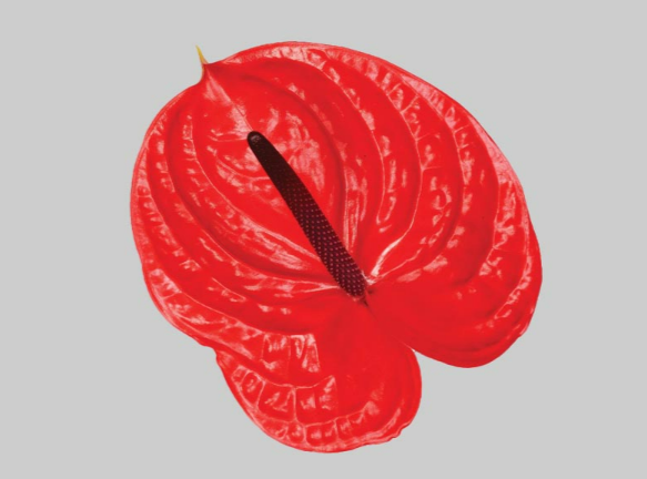 ANTHURIUM IMPULZ 11/13 040 CM DIAM MIN 11 CM VERMELHO