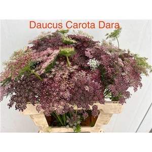 DAUCUS CAROTA DARA