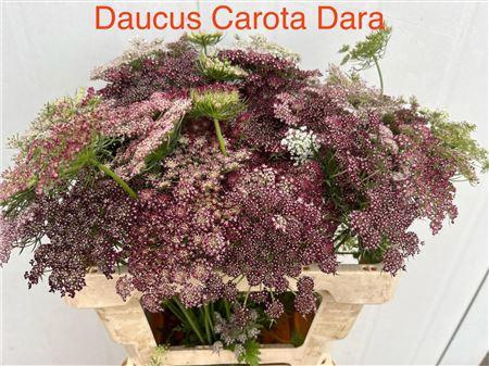 <h4>DAUCUS CAROTA DARA</h4>