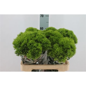 Di Barb Kiwi Mellow X30 60cm