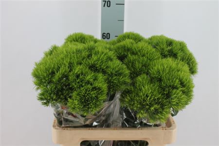 <h4>Di Barb Kiwi Mellow X30 60cm</h4>