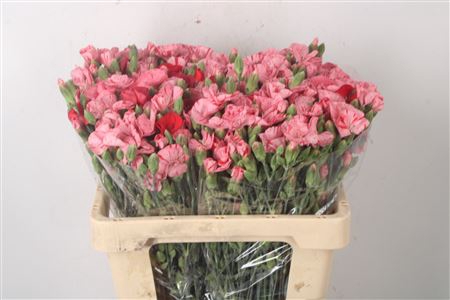 <h4>DI SYMPLY PINK STRIPE</h4>