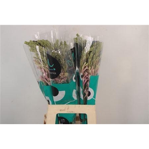 Polianthus Tuberosa Elsa