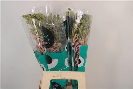 <h4>Polianthus Tuberosa Elsa</h4>