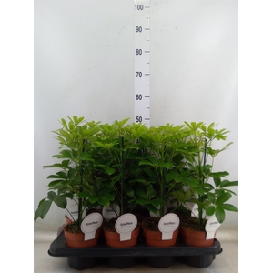 Schefflera arbor. 'Nora'