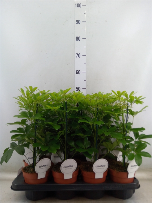 <h4>Schefflera arbor. 'Nora'</h4>