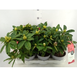 Rhododendron   ...