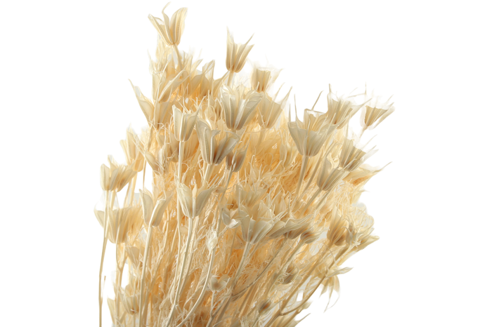 <h4>Nigella Orientalis White Bleached</h4>