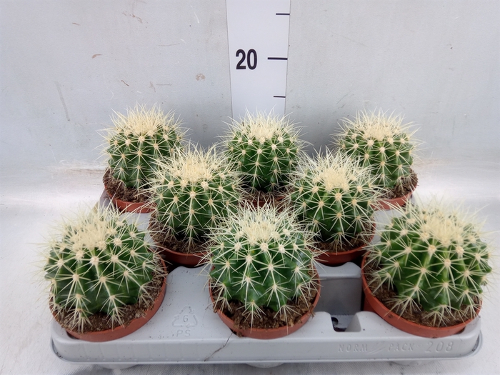 <h4>Echinocactus grusonii</h4>