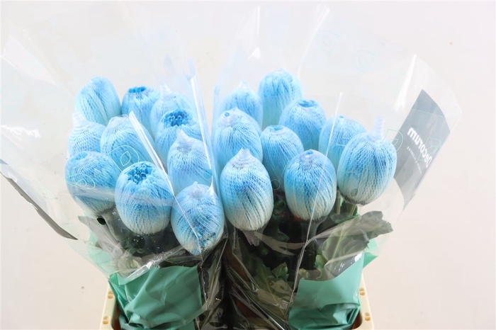 <h4>Chr G Kbh Antonov Pastel Blue</h4>
