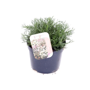 Rhodanthemum Zagore Orange