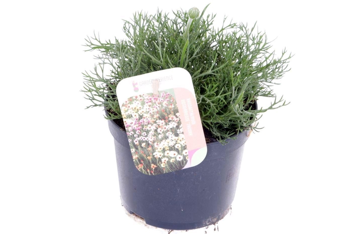 <h4>Rhodanthemum Zagore Orange</h4>