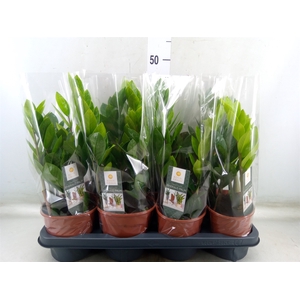 Zamioculcas zamiifolia
