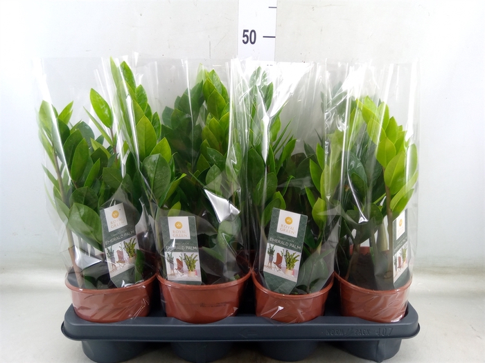 <h4>Zamioculcas zamiifolia</h4>