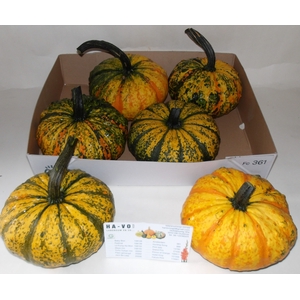 CUCURBITA  P-KE MON