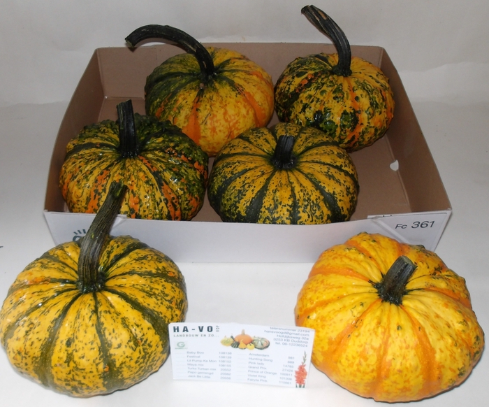 <h4>CUCURBITA  P-KE MON</h4>