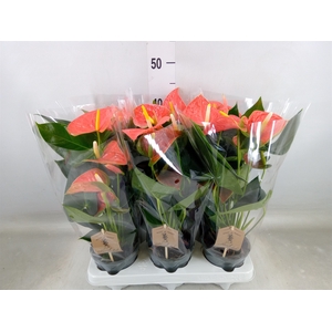 Anthurium andr. 'Prince of Orange'