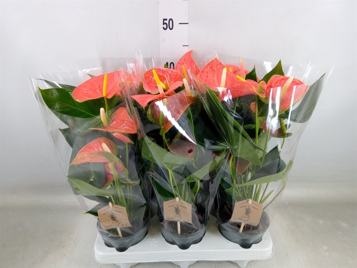 <h4>Anthurium andr. 'Prince of Orange'</h4>
