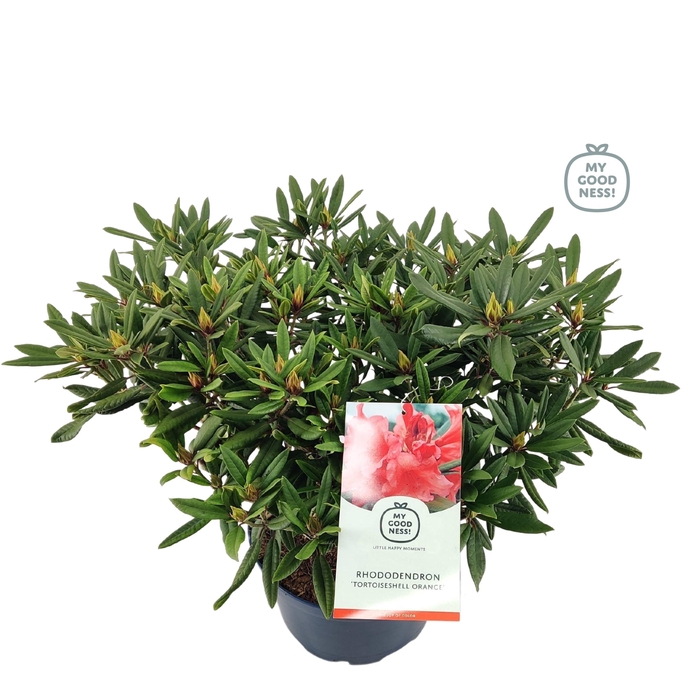 <h4>Rhododendron hybr. 'Tortoisehell Orange' C15 70-80</h4>