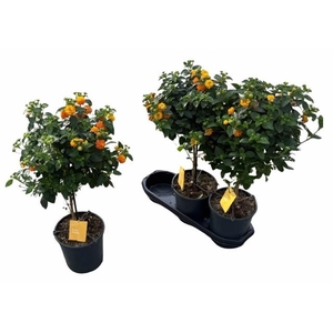 LANT C SIMON ORANGE