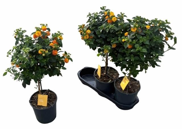 <h4>LANT C SIMON ORANGE</h4>