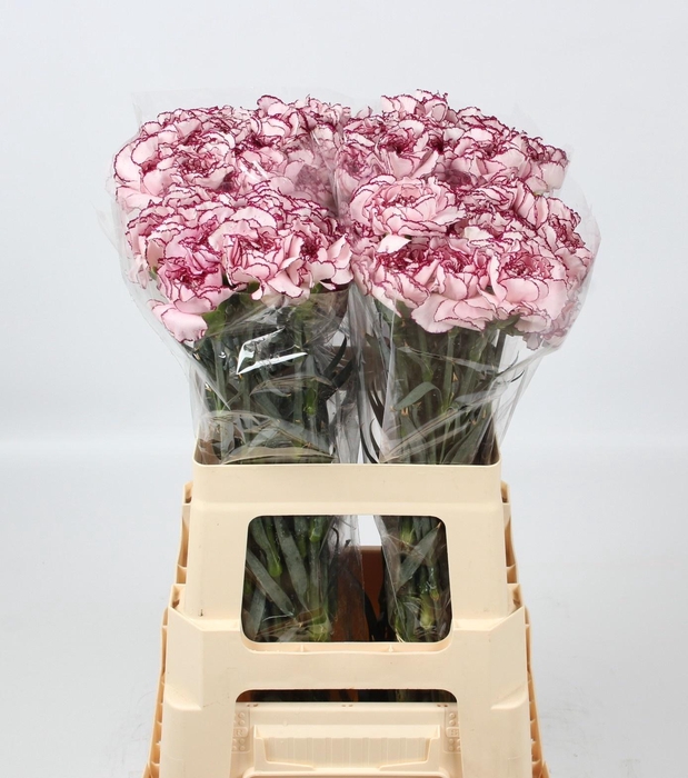 <h4>DI ST DAMASCUS</h4>