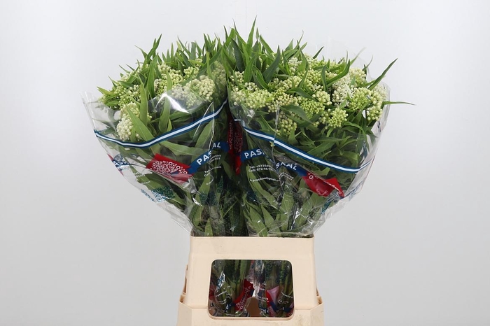 <h4>Ascl Inc Ice Ballet</h4>