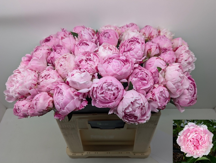 <h4>PAEO L SARA BERNHARD</h4>