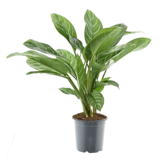 <h4>Aglaonema Stripes</h4>