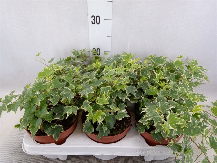 <h4>Hedera helix 'White Ripple'</h4>