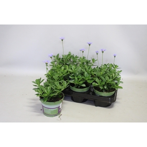 Felicia ameloides FeliciTARA Blue