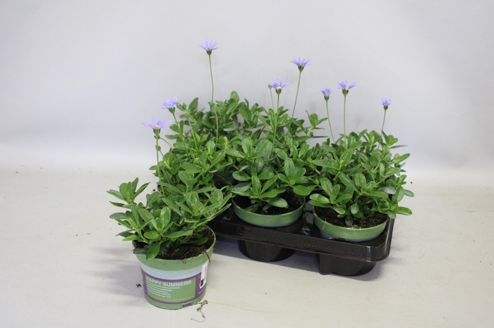 <h4>Felicia ameloides FeliciTARA Blue</h4>