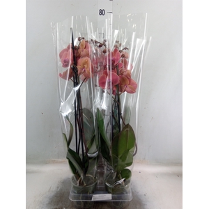 Phalaenopsis  'Asian Coral'