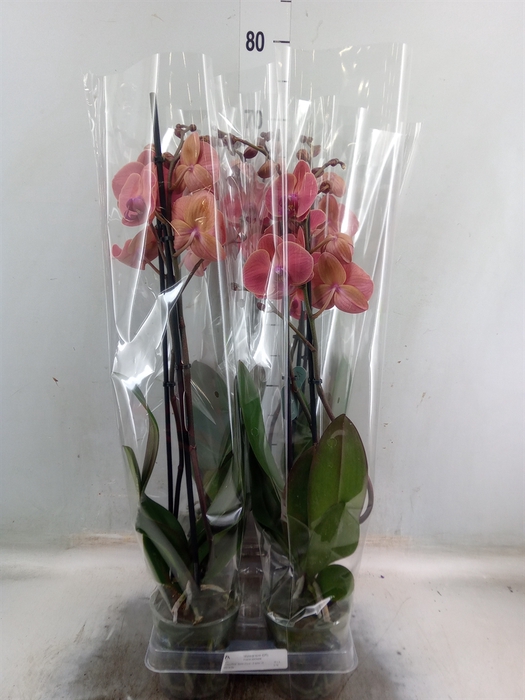 <h4>Phalaenopsis  'Asian Coral'</h4>