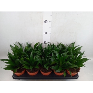 Dracaena frag. 'Compacta'